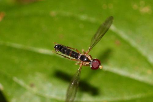Nephrocerus flavicornis